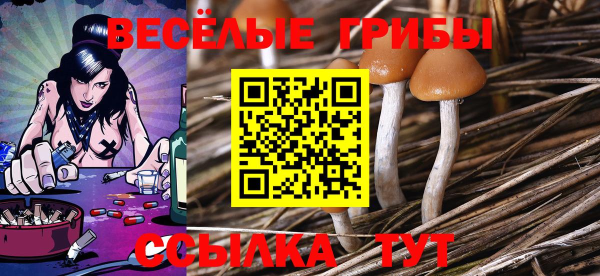 Галлюциногенные грибы Psilocybe Чусовой